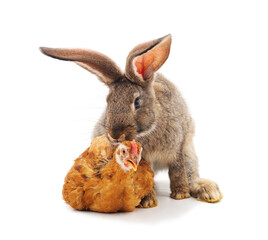Calm gray rabbit and interested chicken.