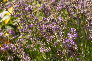 Blooming spring field, lavender flowers. close-up, horizontal