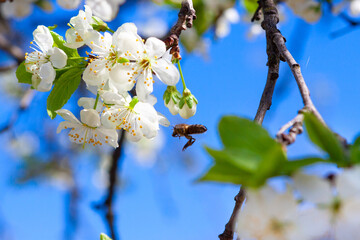 Blooming apple tree in the garden in spring. Bee pollinates flowers
