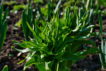 Frühling Grün