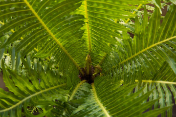 Leaves background. Selective focus on Blechnum gibbum, also known as miniature tree fern, new leaves sprouts. Beautiful green fronds, and leaflets texture, color and pattern. 