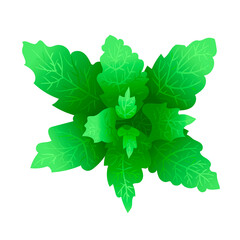 Mint leaves in cartoon style. Stock vector illustration isolated on a white background.