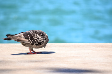 Pigeon is looking something to eat near sea