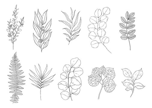 Botanical set of black and white graphic plant branch . Floral elements for creating logos and wedding decorations.
