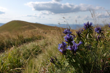 flowers in the meadow in Bieszczady mountains © Wioletta