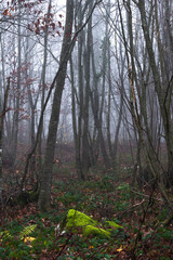 forest in the fog