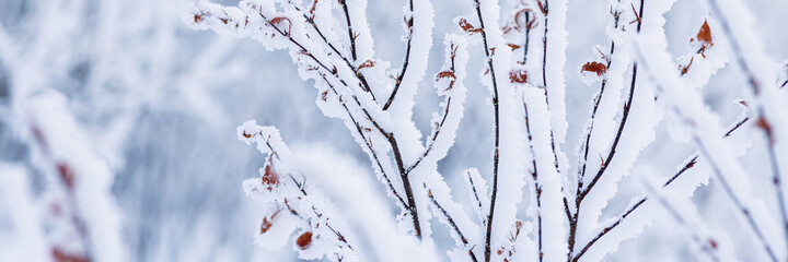 Snow and rime ice on the branches of bushes. Beautiful winter background with twigs covered with hoarfrost. Plants in the park are covered with hoar frost. Cold snowy weather. Cool frosting texture.