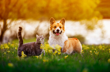 fluffy friends a corgi dog and a tabby cat sit together in a sunny spring meadow