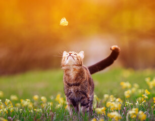 cute a striped kitten looks at a passing butterfly on a sunny day in a summer meadow