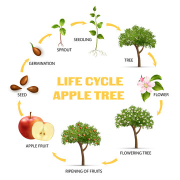 Apple Life Cycle Infographic Set