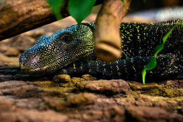 Varan in detail resting on his head.