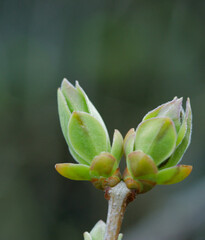 Lilac Bud