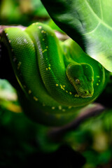Fototapeta premium Morelia viridis - Green python on a branch.