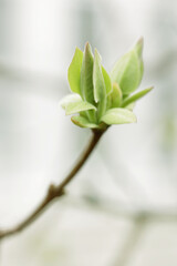 Lilac Bud