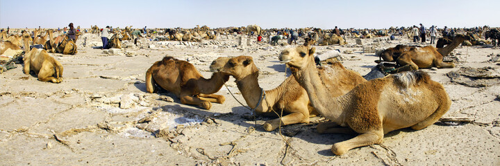Fototapeta premium Dromadaires dans le désert de Danakil au nord de l'Ethiopie
