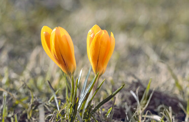 Couple of beautiful yellow crocus flowers are growing on sunny lawn at spring