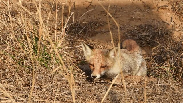 white footed fox or desert fox or vulpes vulpes pusilla close up shot during outdoor jungle safari at forest of central india