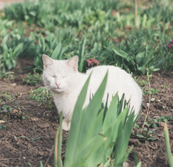 White cat on the grass.