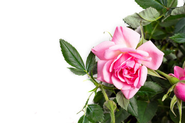 Young bush pink rose close-up on a white background. Copy space.