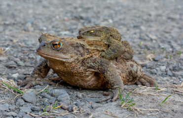 European Toads also known as Common Toads  (Bufo bufo) mating in the early spring. Frogs mating. Close up.