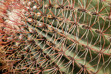 Closeup green cactus with texture green spiny needles pattern for background.