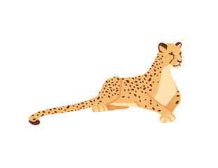 Cheetah big wild cat african savannah predator animal cartoon design character vector illustration on white background