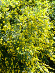 Vues de différentes fleurs jaunes