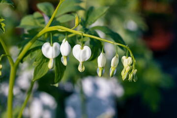 Lamprocapnos spectabilis, bleeding heart or Asian bleeding-heart. This is the cultivar Alba. ...