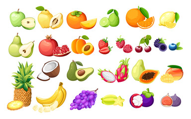 Big set of different fruits exotic fruits and berries vector illustration on white background