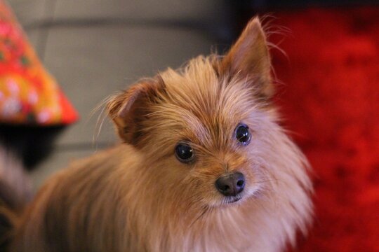 Chien qui regarde son maitre