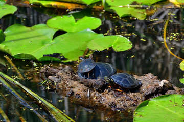 Painted turtles on a small pond