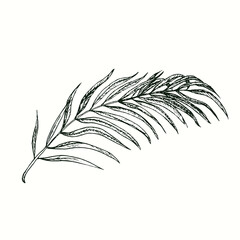 Areca palm leaf. Ink black and white doodle drawing in woodcut style.