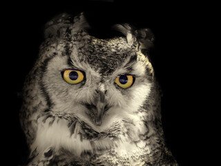 portrait of a long eared owl in close up on a black background