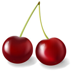 Two vector cherries in a realistic style with highlights and shadows on white background