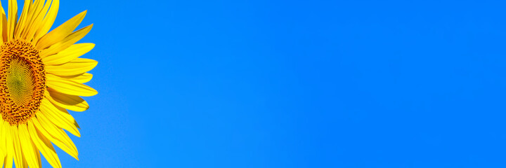 A blooming common sunflower against the blue sky. Web banner with copy space.