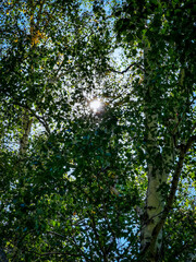 sun shining through trees