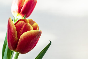 Bright red tulip on a white background. Close-up.