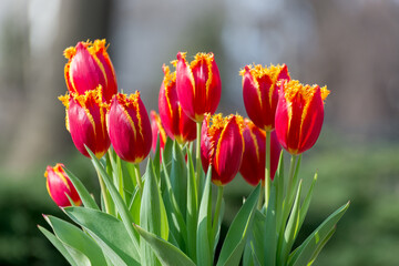 Bouquet of red fluffy tulips outdoor under bright sunlight. Mother's day concept background.