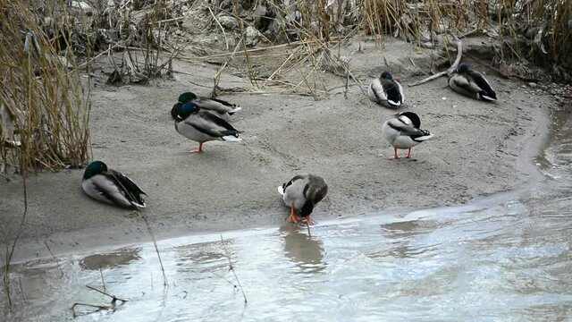 patos salvajes de rio 