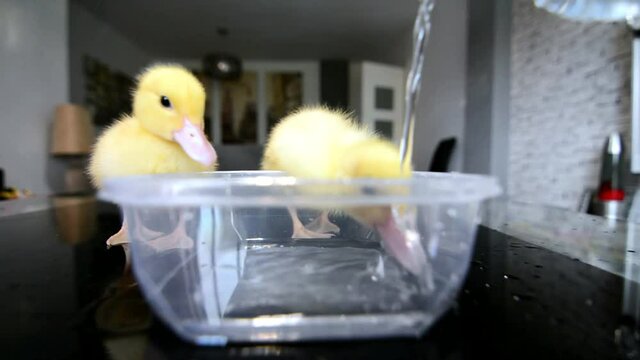 young ducks drinking