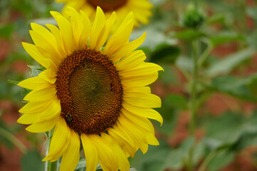 sunflower in the field