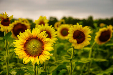field of sunflowers