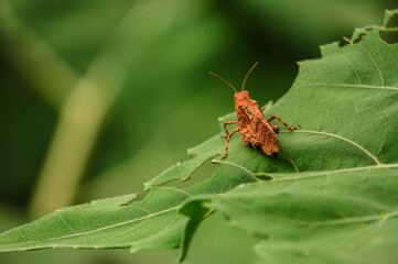 bug on a leaf