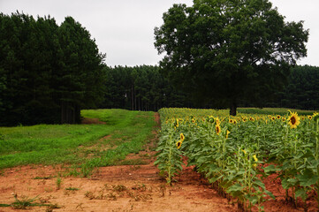 rows of sunflowers