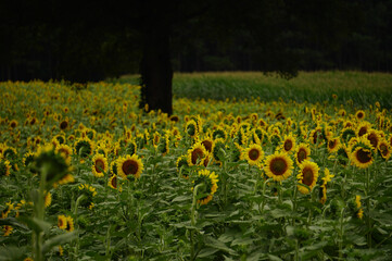 field of sunflowers