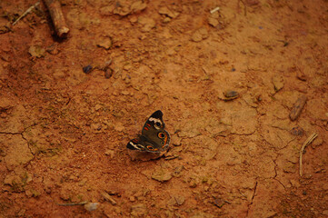 butterfly on the ground