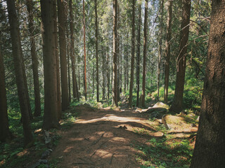 path in the forest