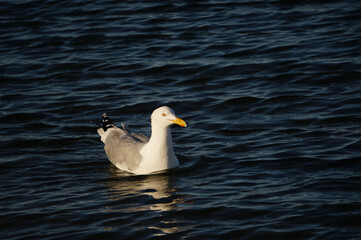 gull on the water