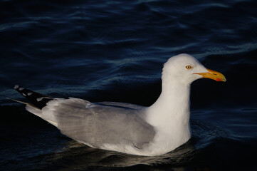 seagull in the sea