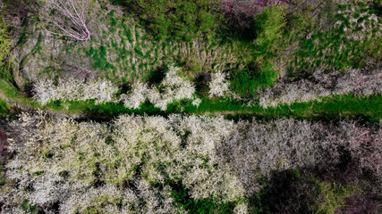 Cittadella (AL) 
Fioritura biancospino
dal drone